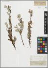 Foto von Salix repens L.